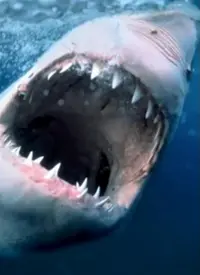 《纪录片：海洋捕食者》：潜入深海，揭秘致命诱惑下的生存哲学与海洋霸主的残酷美学